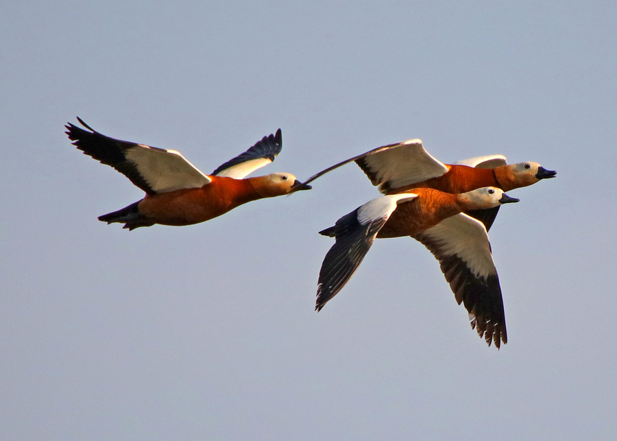 ����Ѽ (3).JPG