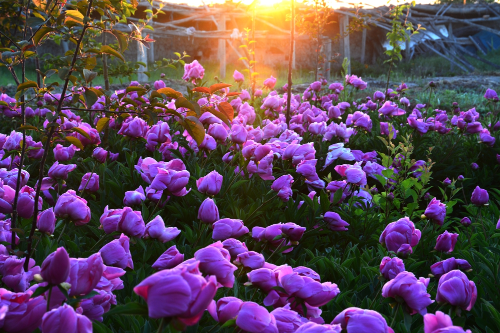 ĵ�������� 386_����.jpg