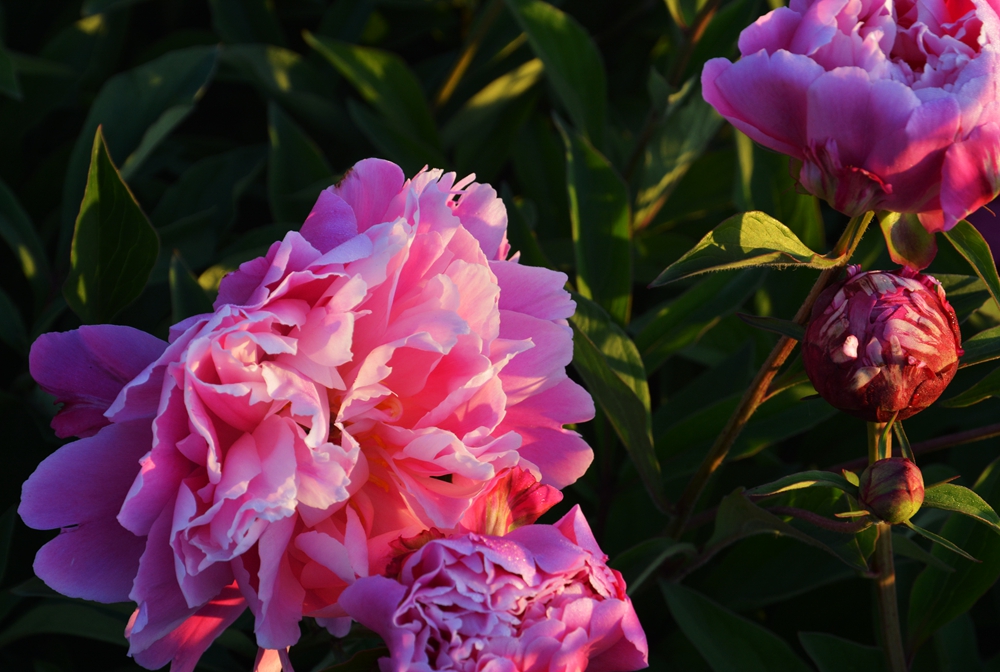 ĵ�������� 413_����.jpg