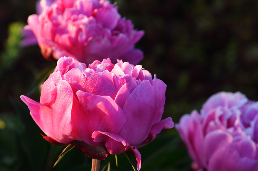 ĵ�������� 427_����.jpg