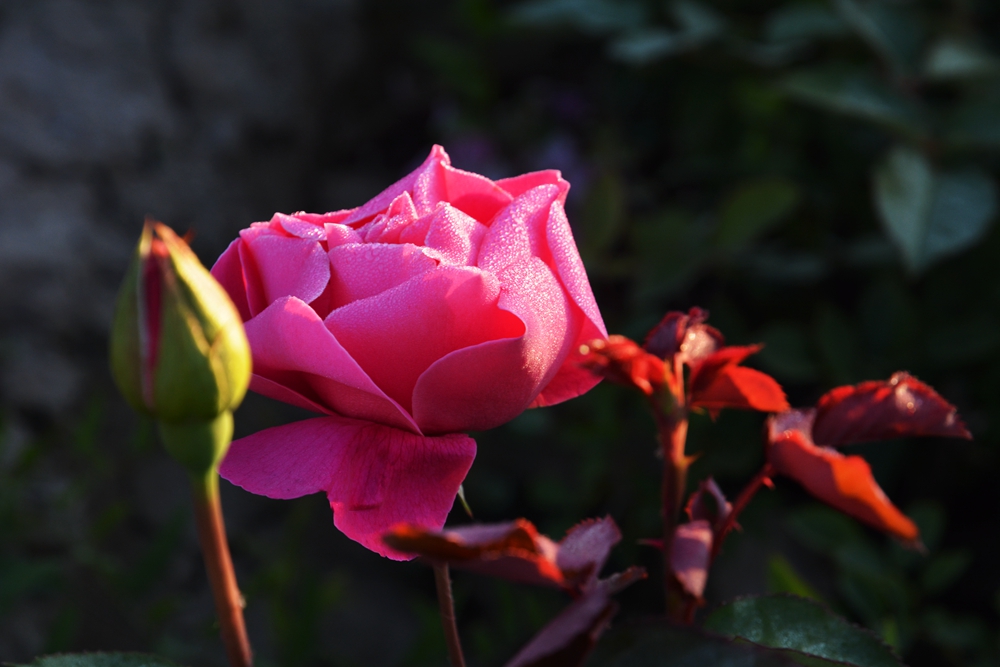 ĵ�������� 468_����.jpg