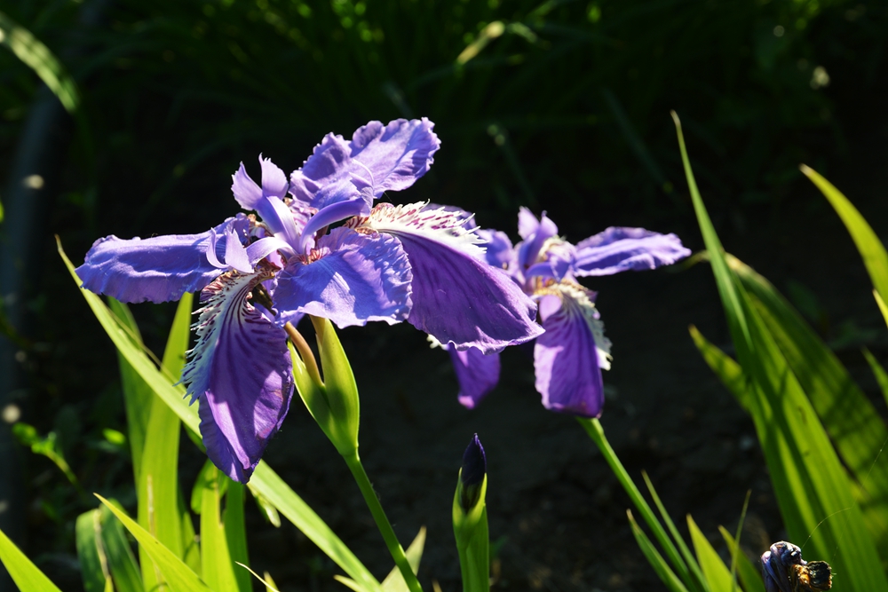 ĵ�������� 520_����.jpg