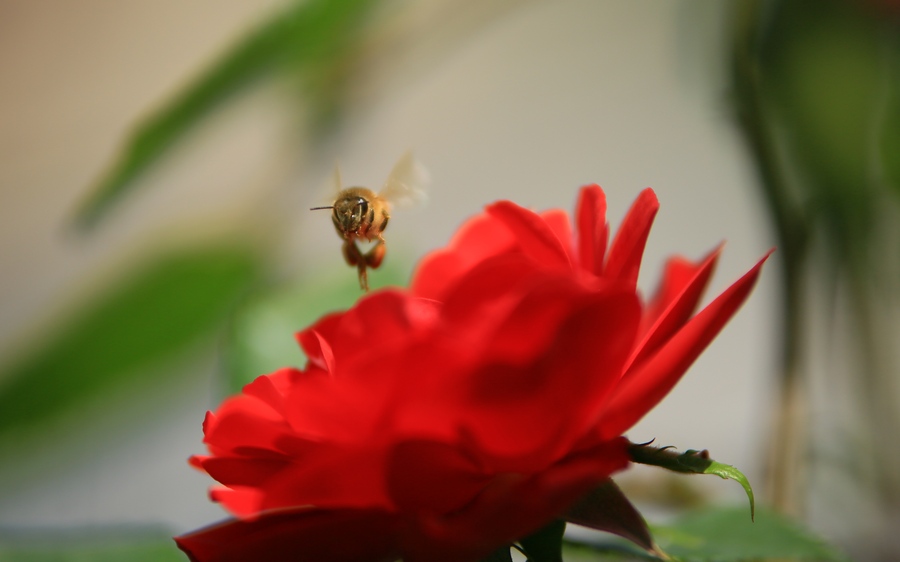 ��ѯ���£��۷�����ϻư��Ǵ�ŷ��۵ģ������˾ͷɻأ�Ȼ�������ɣ�ͦ���͵ġ�