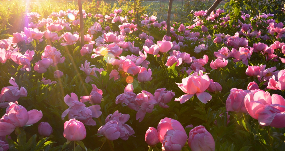 ��ҩ���� 119_����.jpg