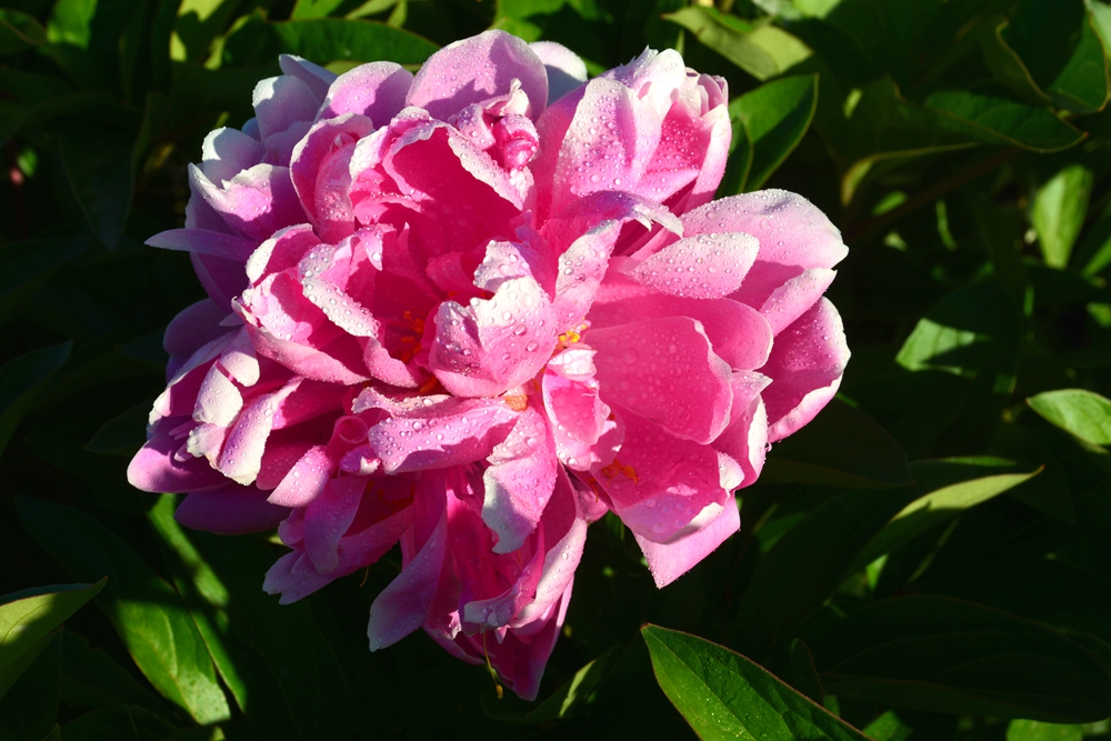 ��ҩ���� 011_����.jpg