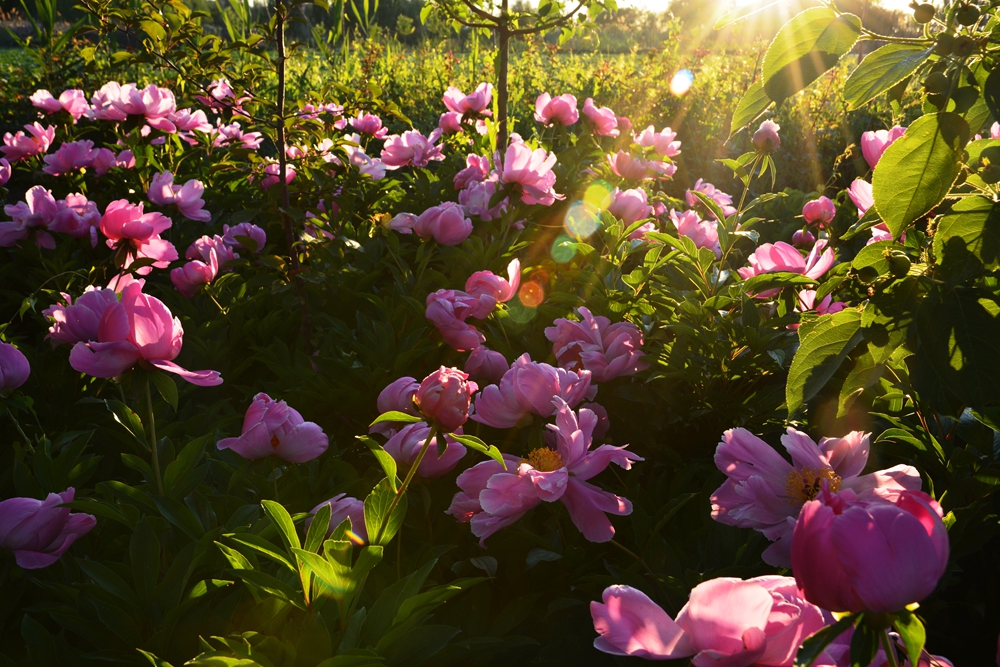 ��ҩ���� 105_����.jpg