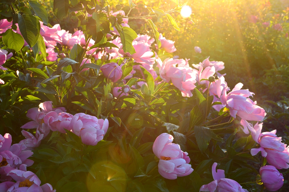 ��ҩ���� 111_����.jpg