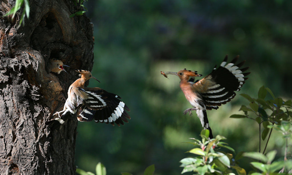 һ������