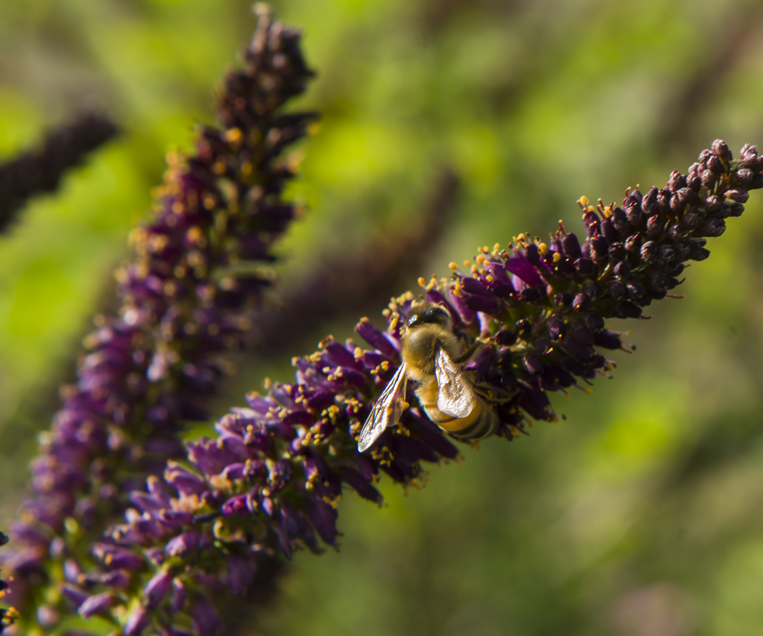 ���۹�����