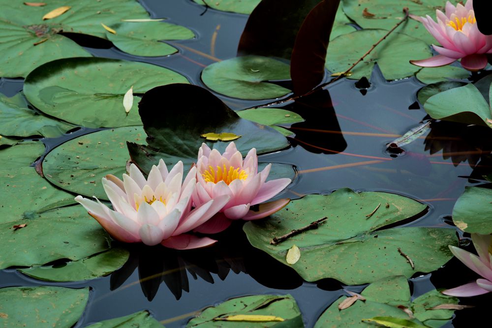 ���� DSC_4896_����.jpg