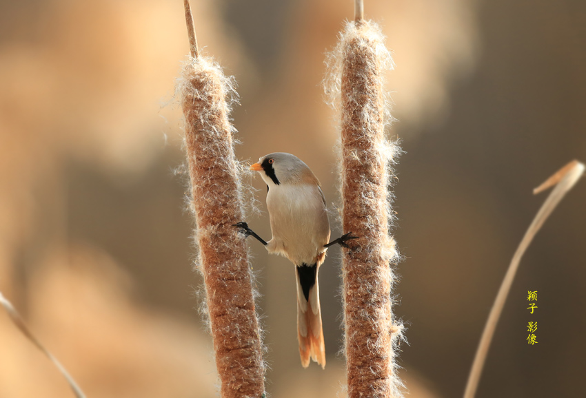 ����ȸ4 С.jpg