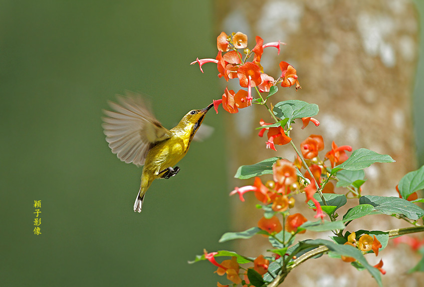 ������ С.jpg