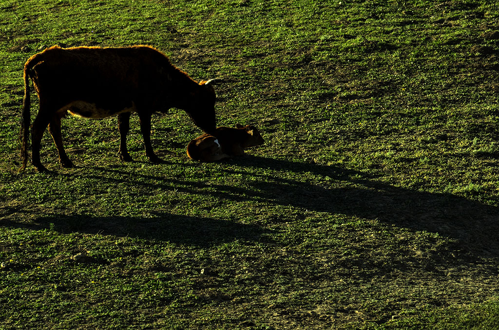 ��ĸ������������  13899523109.JPG