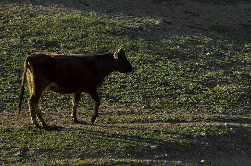 ��ţ�������� 13899523109.JPG