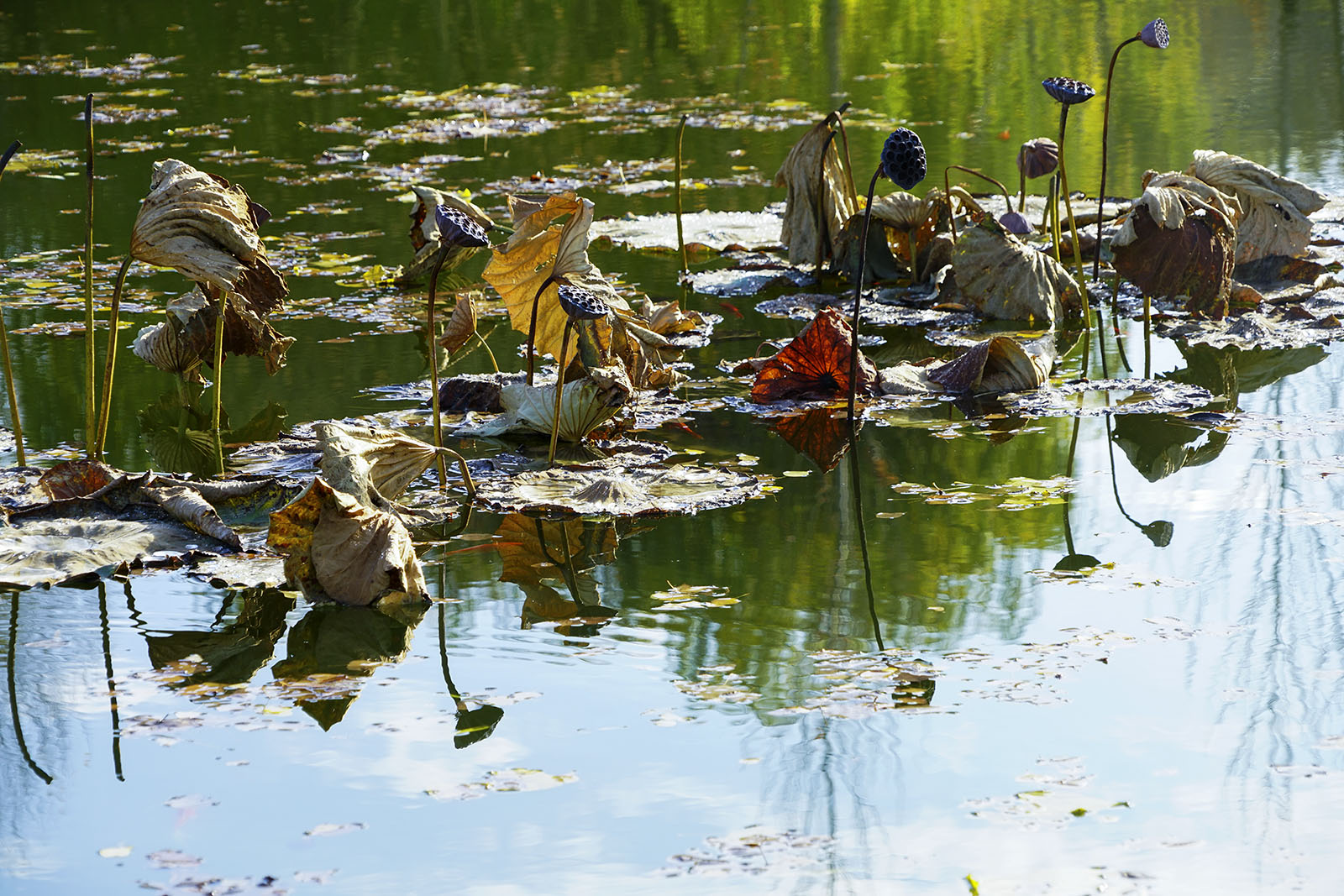 ���ɡ������� 13899523109.JPG