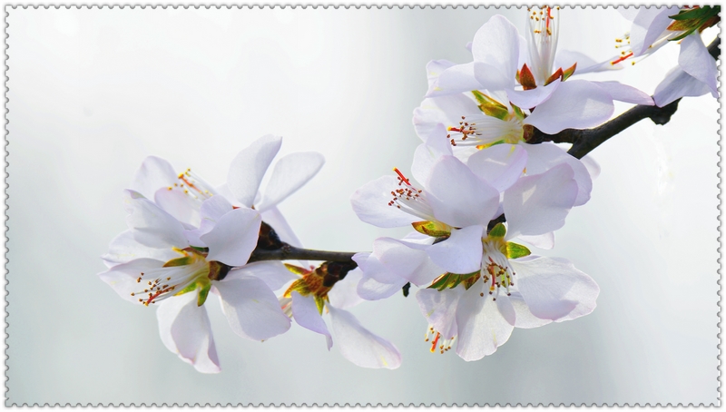 nEO_IMG_��һ��÷������ ���ٺ�   (1).jpg