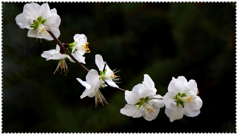 nEO_IMG_��һ��÷������ ���ٺ�   (3).jpg