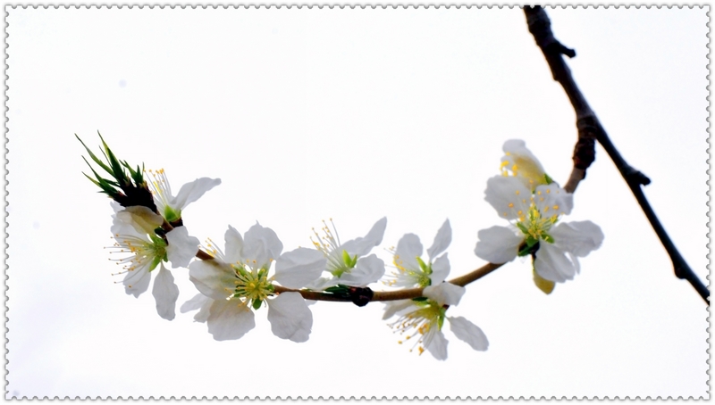 nEO_IMG_��һ��÷������ ���ٺ�   (2).jpg