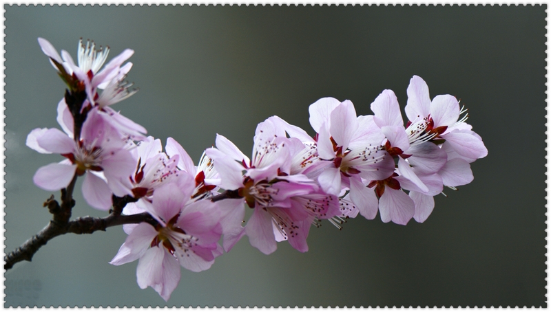 nEO_IMG_��һ��÷������ ���ٺ�   (4).jpg