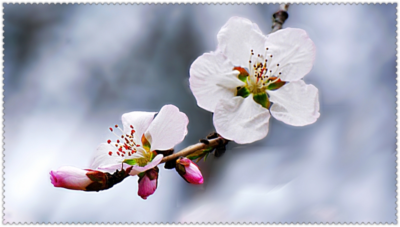 nEO_IMG_��һ��÷������ ���ٺ�   (5).jpg