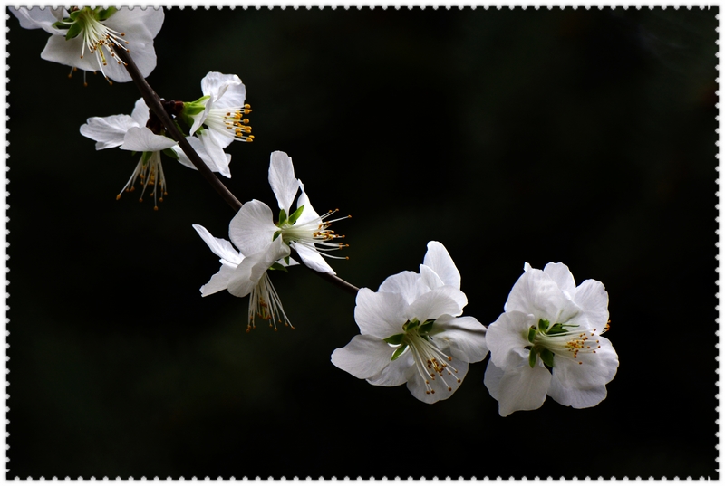 nEO_IMG_��һ��÷������ ���ٺ�   (6).jpg