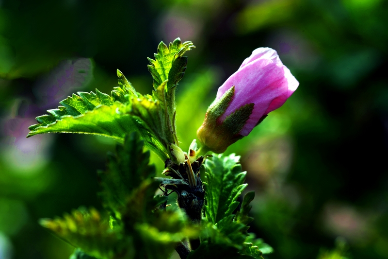 nEO_IMG_ ����΢��ʰ��     (9).jpg