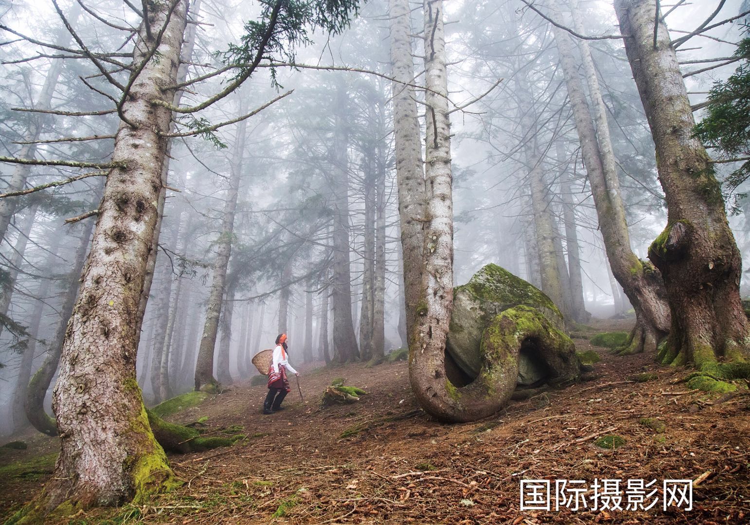 ��Ʒ��Trees.���ߣ����ߣ�nese ArI,.jpeg