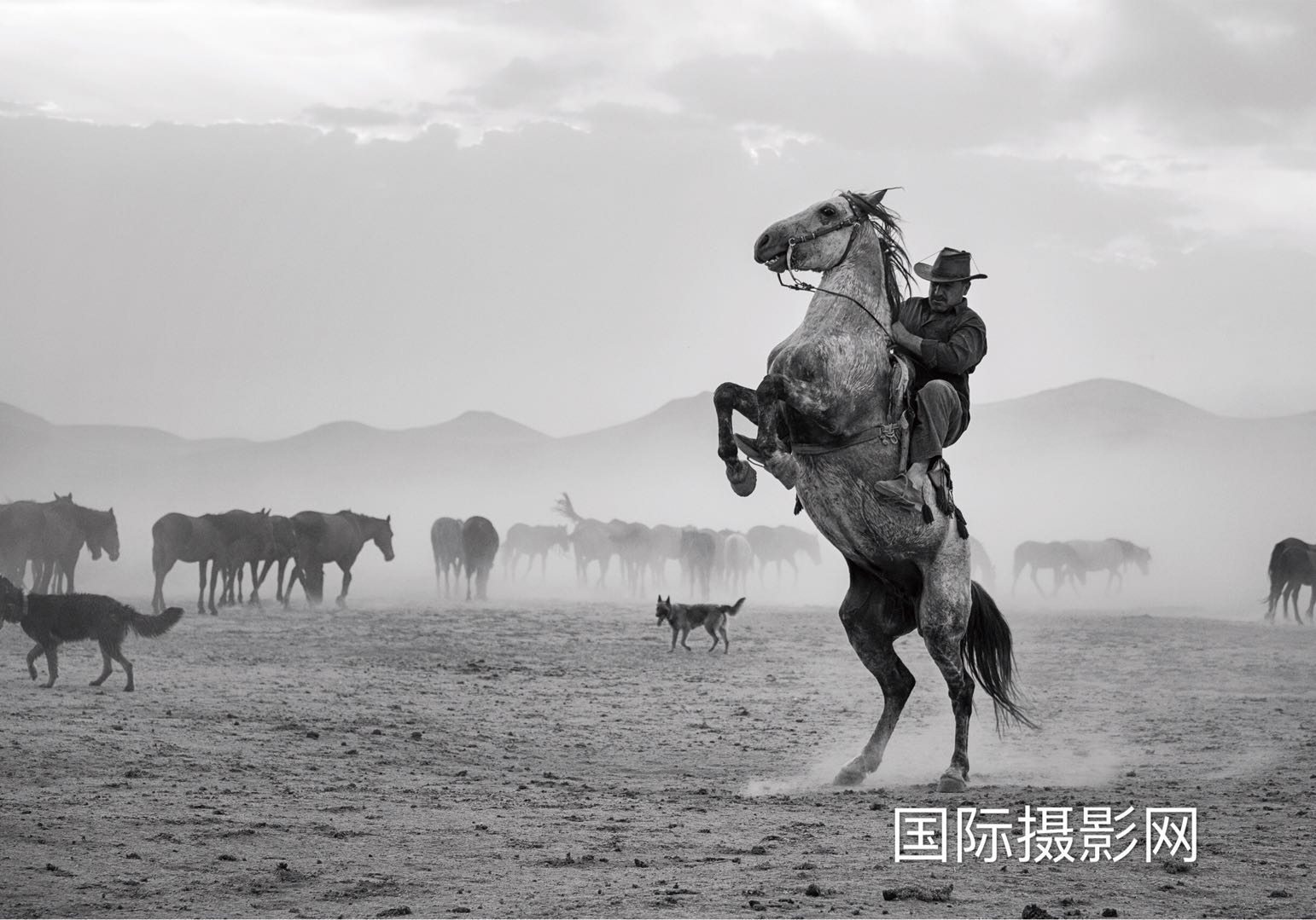 ���ߣ�nese ArI.       ��Ʒ��Wild horses..jpg