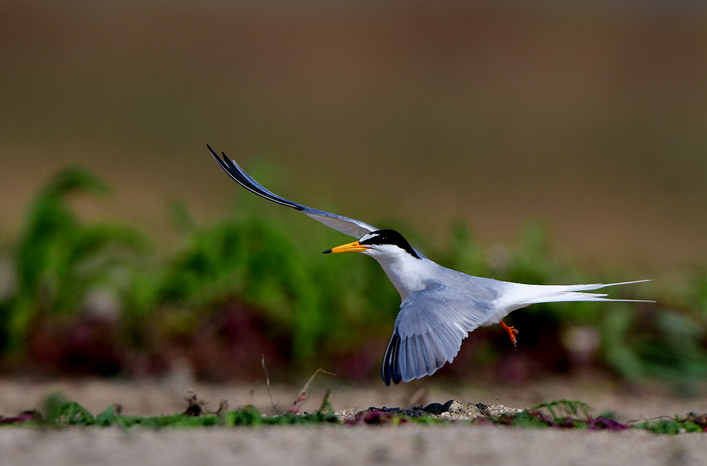 51�׶���Ÿ DSC_6420.jpg