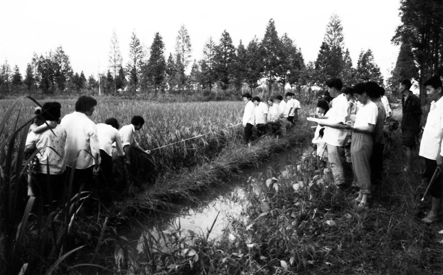 ��Ʒ �˸߲��ҷ֡����       1982��ȫ��ũ��ʵ�м�ͥ�����а������ơ�1981���ģ�ԭ.jpg