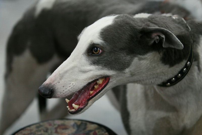 ���� IMG_9351.jpg