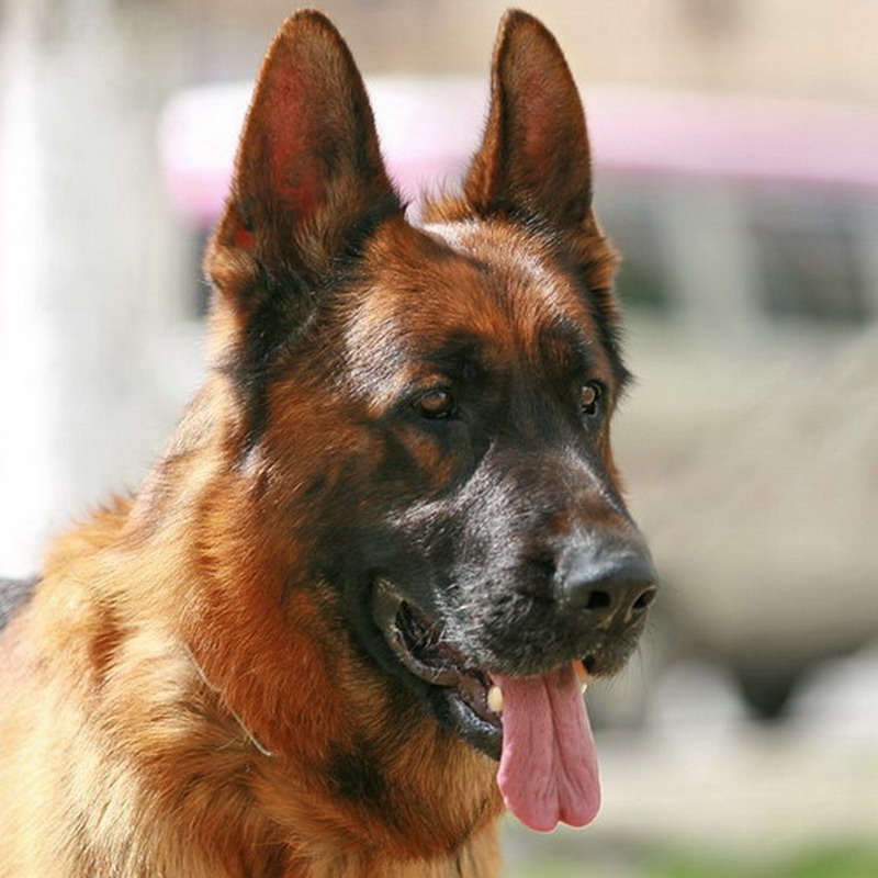 ���� IMG_9406.jpg