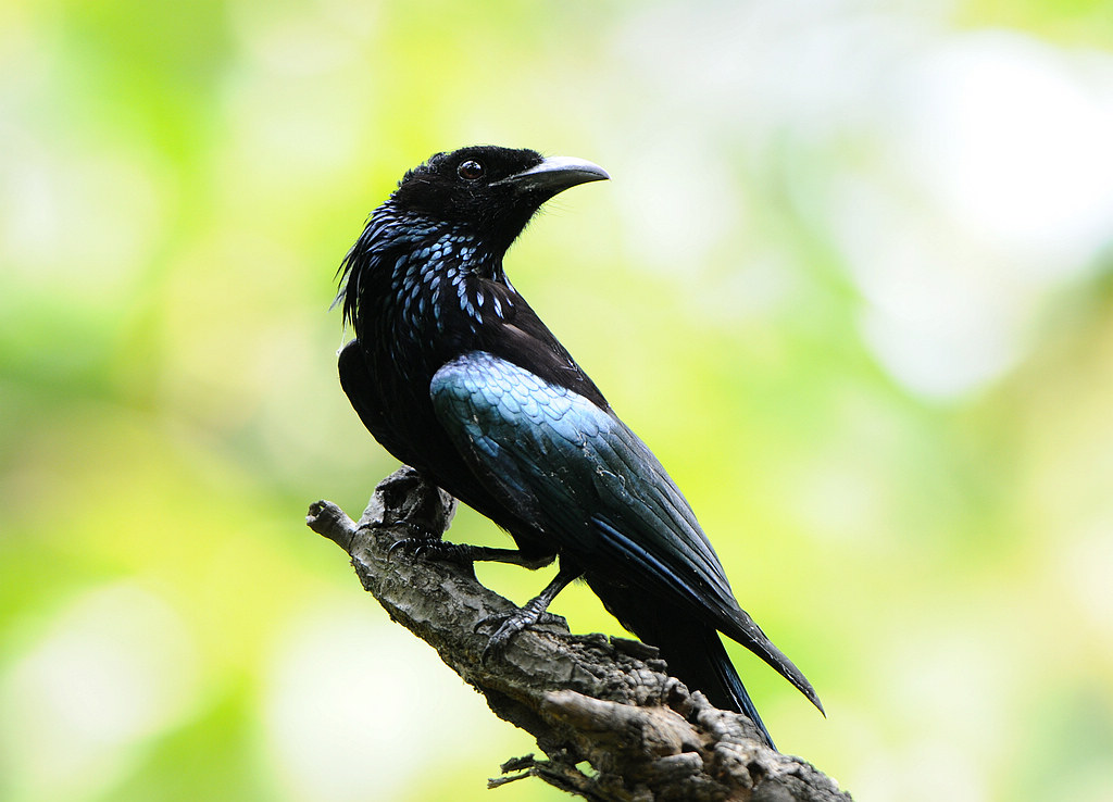 9DSC_0378  7���ھ�β (1).jpg