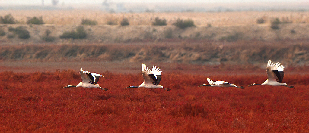 2DSC_0018  11_����.jpg