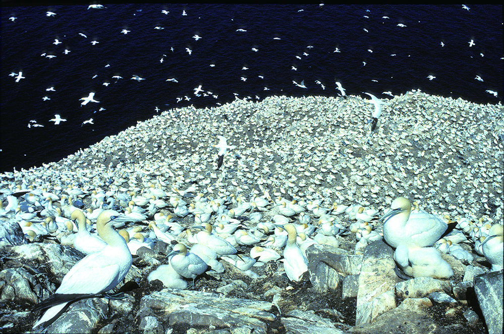 Nature1_Bass Rock.jpg