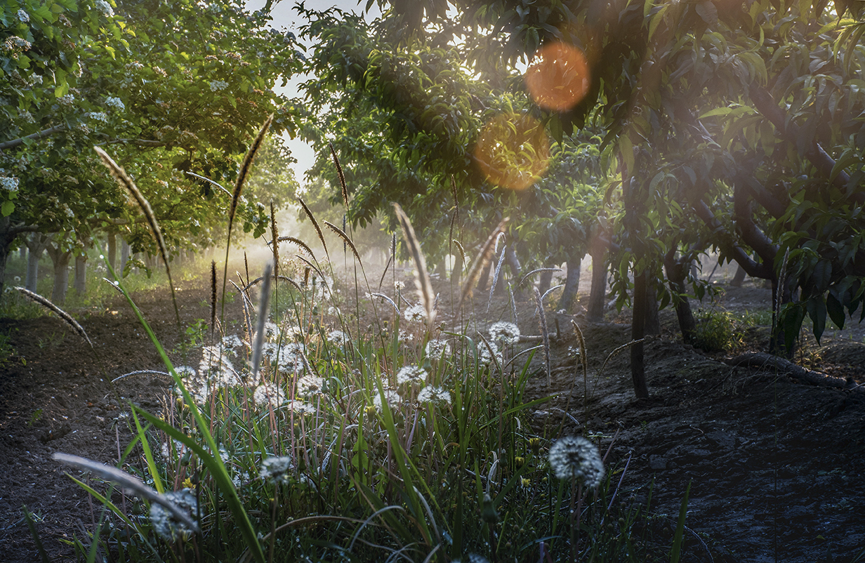 ��������Ұ-----�ѹ�Ӣ