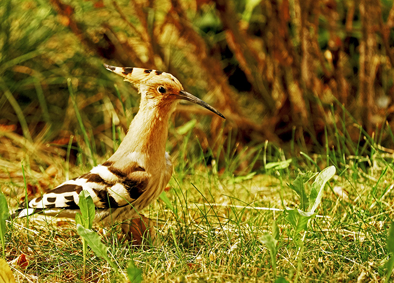 DSC09974  G����.jpg