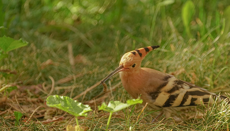 DSC09982  G����.jpg