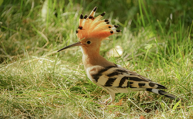 DSC09978  G����.jpg