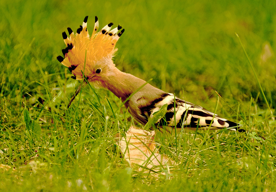 DSC09959  G2����.jpg