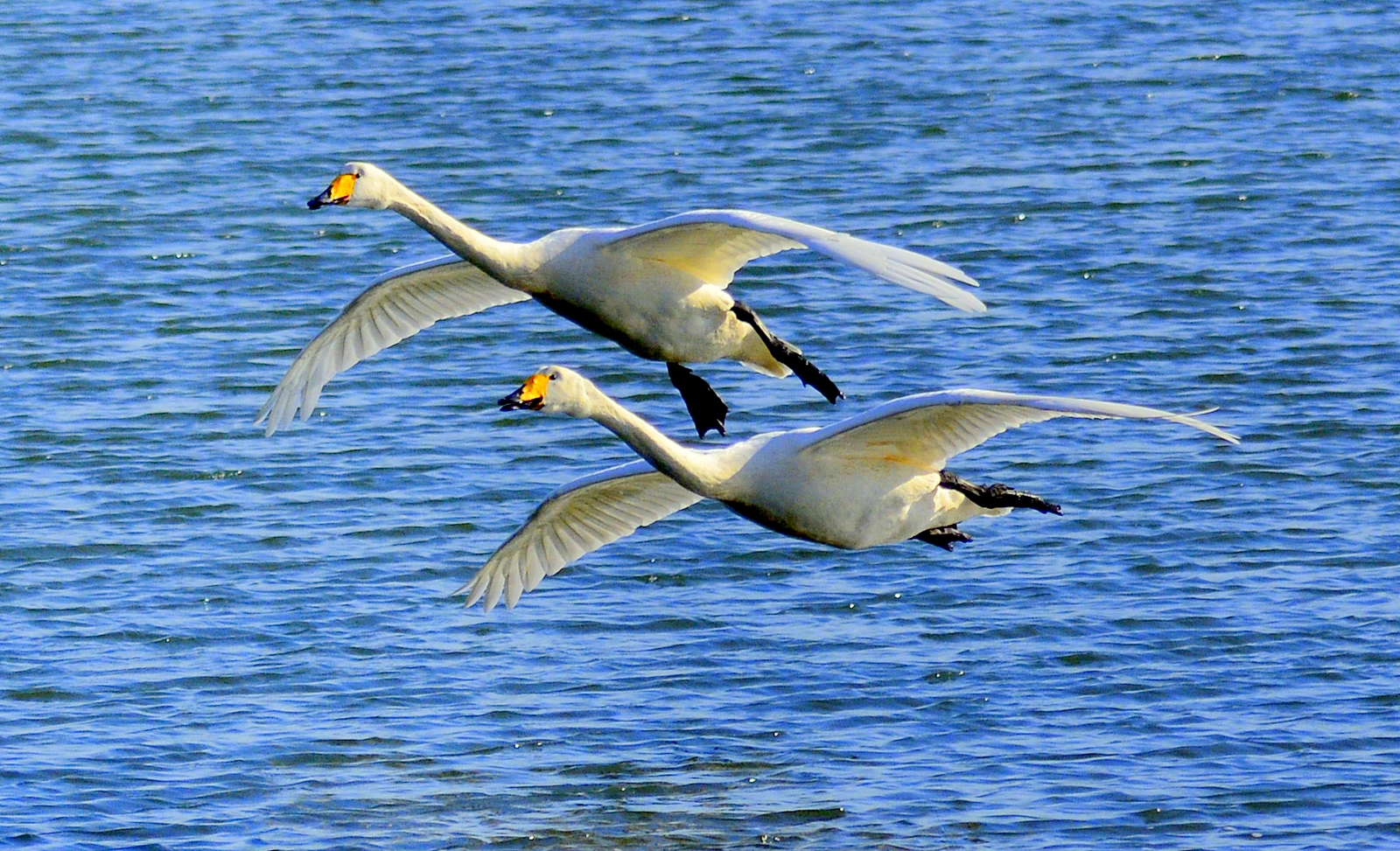 չ��--����