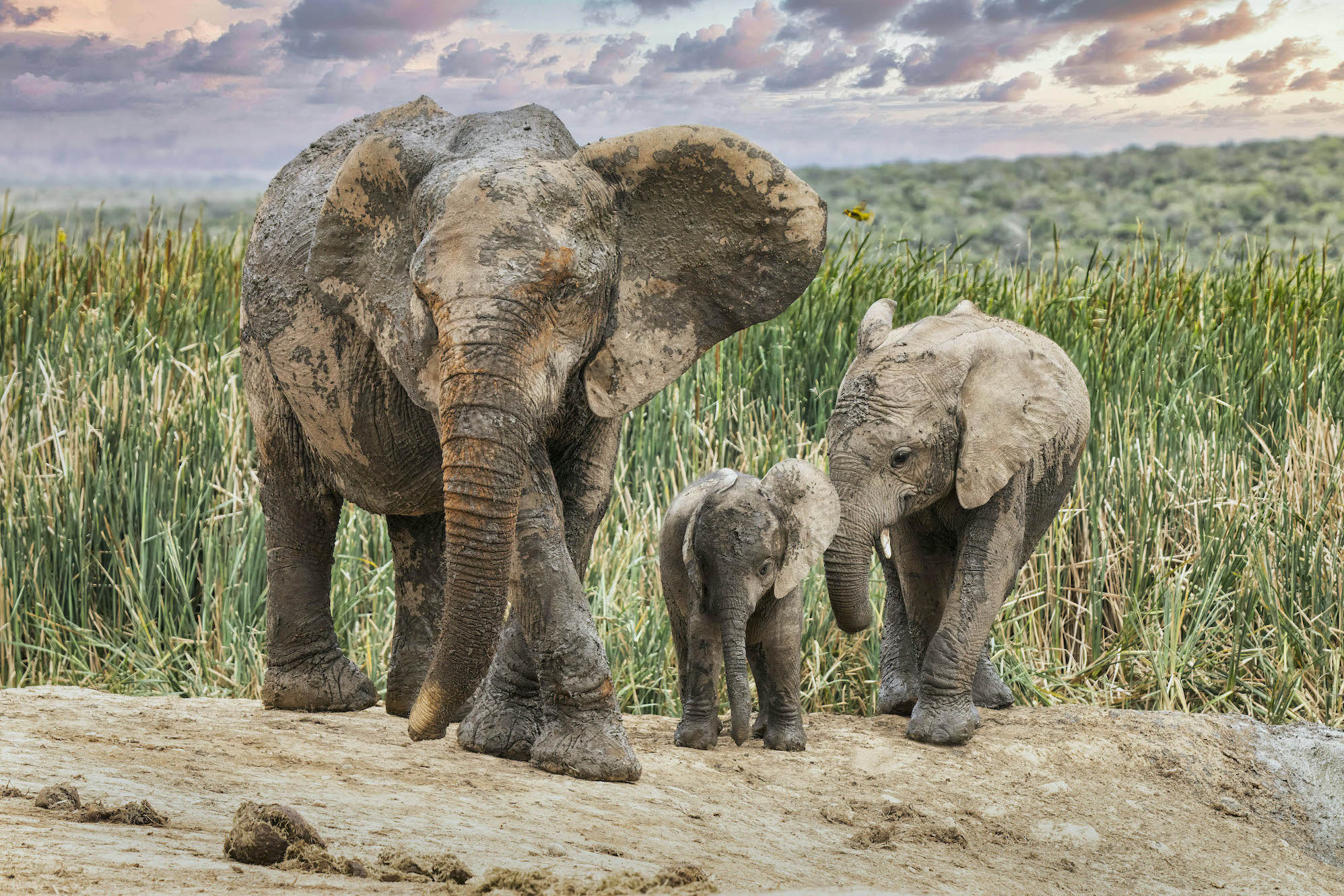 South Africa�ĸ���.jpg