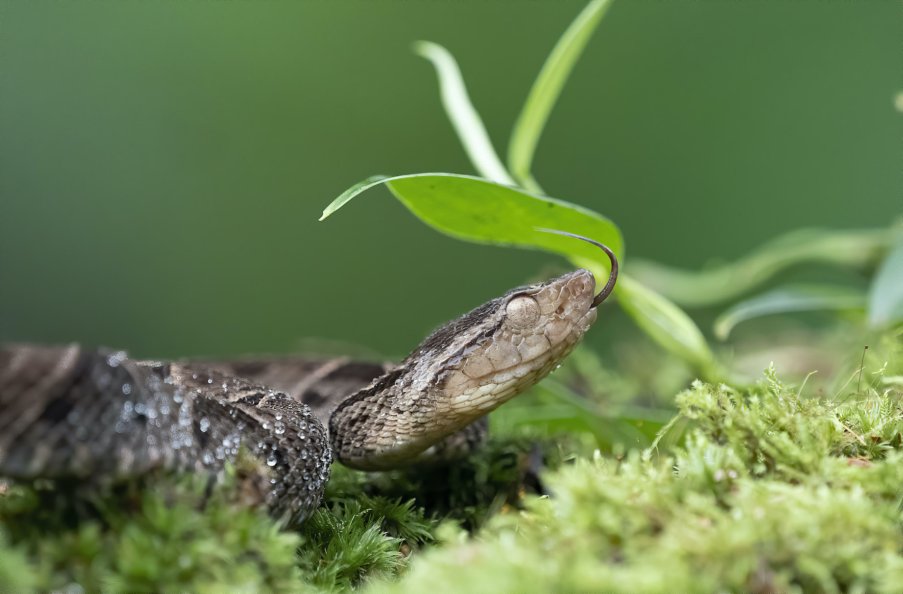 Costa Rica�ĸ���.jpg