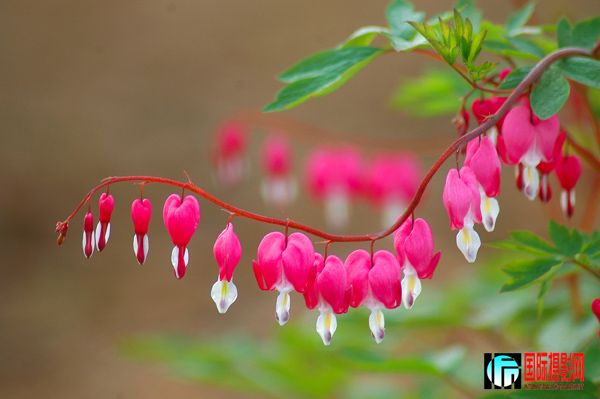 ���ͬ־��ĵ��ϵ��֮һ