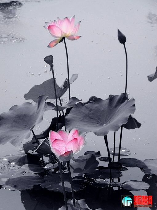 ����  ҡҷ����  ��Ӱ.jpg