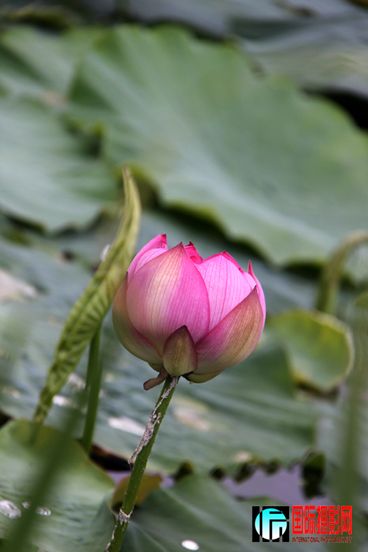 С�ɳ�¶����