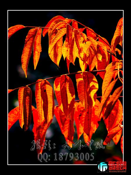 DSC07444 ����.jpg