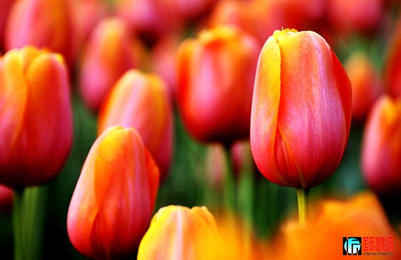 ƽ��ɽĵ�� 390_conew1.JPG