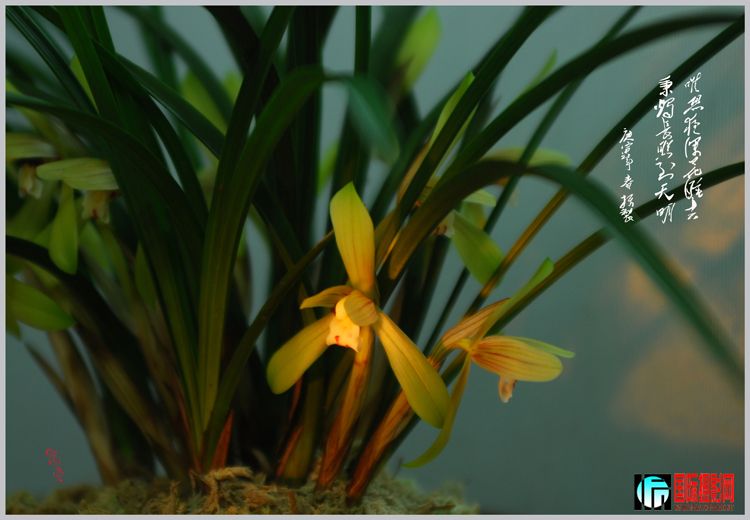 n����ͼƬ1+c 080 ����+1.jpg