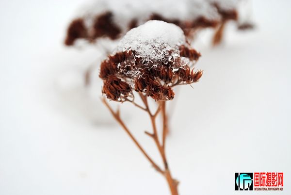 ��ѩñ��С��